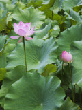 China  Lotus Flower
