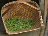 China  Fresh Tea Leaves in the Bamboo Basket