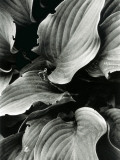 A Potted Plant with Large Leaves
