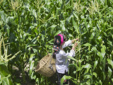 China  Sichuan Province  Tibetan Girl in Corn Field