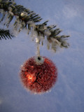 A Christmas Bauble on a Fir Tree