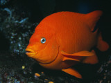 Kelp and Garibaldi Underwater