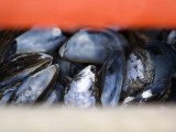 Mussels