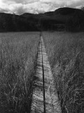 A Narrow Footbridge across a Bog