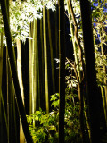 Arashiyama Bamboo Light Up