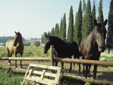 Horses on Farm in Siena  Italy