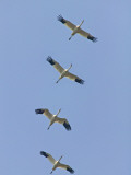 China  Jiangxi Province  Poyang Lake  Siberian Cranes (Crus Leucogeranus) in Flight