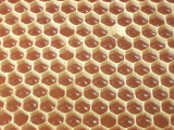 Honeycomb Filled with Honey