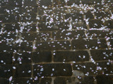 China  Shandong Province  Qufu  Kong (Confucius) Family Mansion  Petals Falling on Tiled Floor