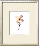 Dogwood II
