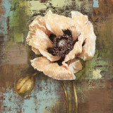 Papaver I