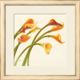 Callas in the Wind I