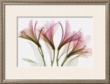 Alstromeria
