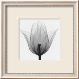 Triumph Tulip