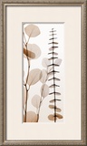 Eucalypti I