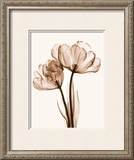 Parrot Tulips II