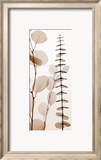 Eucalypti I