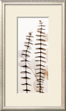 Eucalypti III