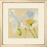 White Poppies II