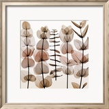 Eucalypti II