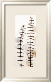 Eucalypti III