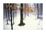 Quiet Woods