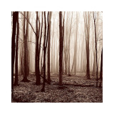 Winter Woods