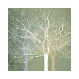 Quiet Forest