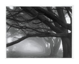 Cypresses  Skyline Drive  South San Francisco  1996