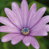 Fleur I