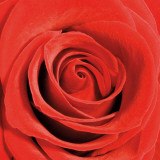 Scarlet Rose