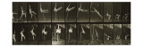 Album sur la décompostion du mouvement : "Animal locomotion"  1872/85