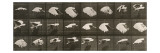 Album sur la décomposition du mouvement : "Animal locomotion" Le Perroquet volant