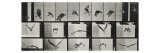 Album sur la décomposition du mouvement ( "Animal locomotion"  1872/1885) Un faucon volant