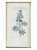 Almanach de Flore : Sapin à fleurs bleues