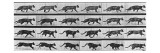 Album sur la décomposition du mouvement: Animal Locomotion: chat