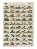 Alphabets d'animaux et d'oiseaux