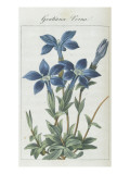 Almanach de Flore : Gentiane Verna
