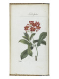 Almanach de Flore : Iatrophia