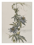 Clématite d'Amérique à cinq feuilles ou fleur de la Passion
