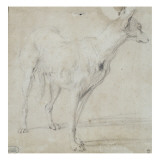 Un chien de chasse