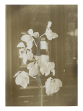 Une branche de fleur d'orchidées ; fond intérieur maison (fonds Gallé)