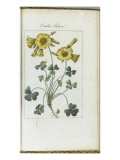 Almanach de Flore : Oxalis Luteal