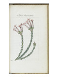 Almanach de Flore : Erica conventria