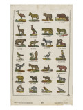 Planche animalière