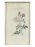 Almanach de Flore : Rose à odeur de Thé
