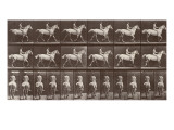 Album sur la décompostion du mouvement : "Animal locomotion  :Saut d'obstacle  cheval blanc