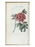 Almanach de Flore : Paonia Moutan