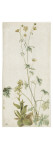 Une fleur