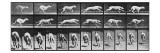 Album sur la décomposition du mouvement  Animal Locomotion: chien